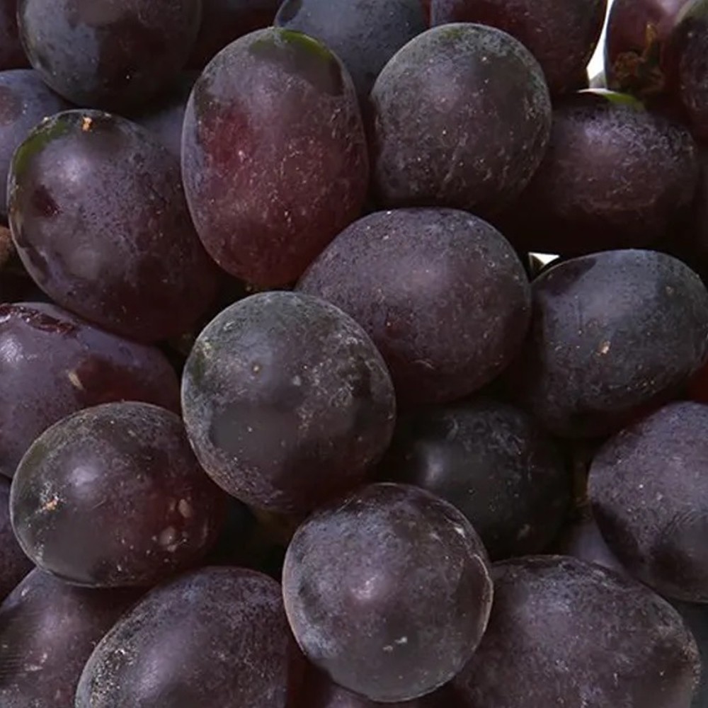 Farmer Live Plant Grape Fruit Black Grapes